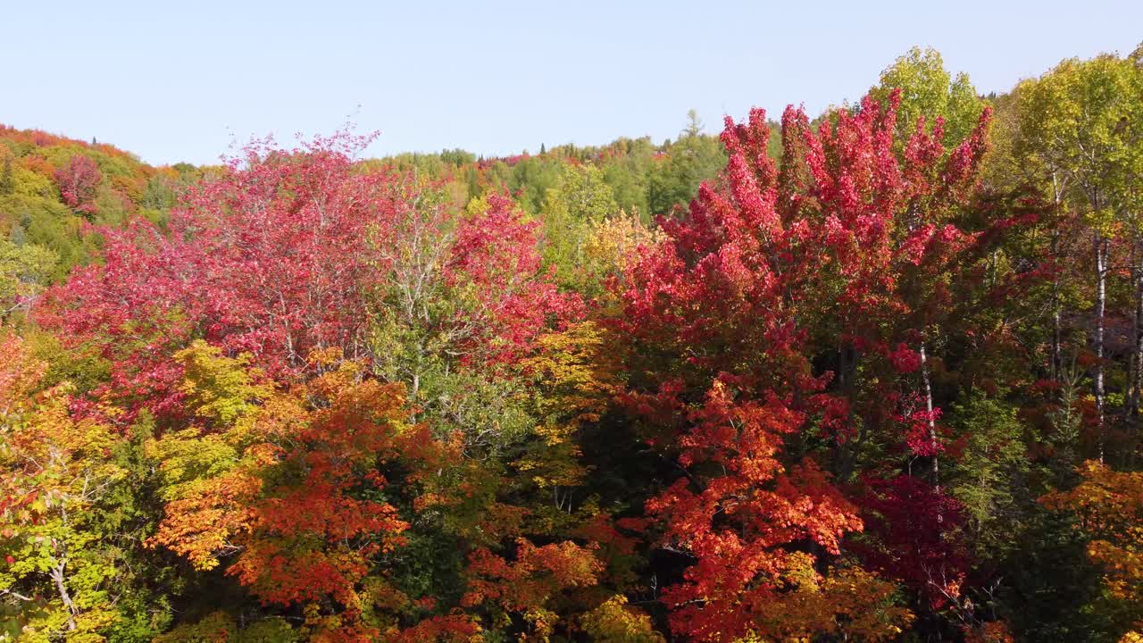 Slow Aerial Flythrough Forest During the Fall at La V&eacute;rendrye Wildlife Reserve, Ontario, Canada