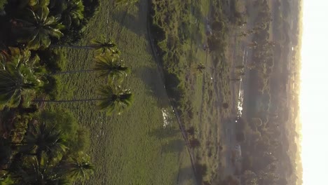 Tropical-landscape-with-glowing-sunshine,-vertical-tilt-up-view