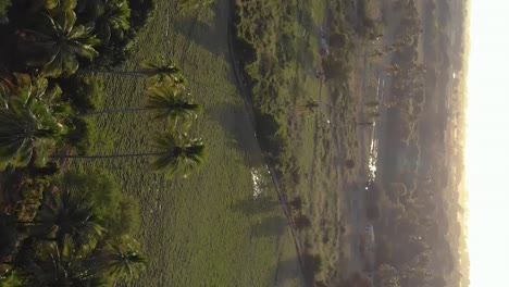 tropical landscape with glowing sunshine, vertical tilt up view