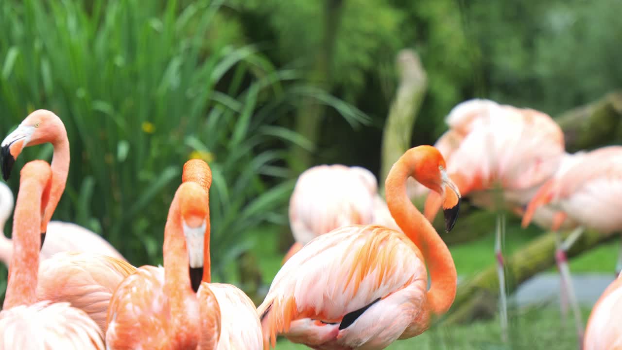푸른 풍경 에서 움직이는 분홍색 플라밍고 의 가까운 모습