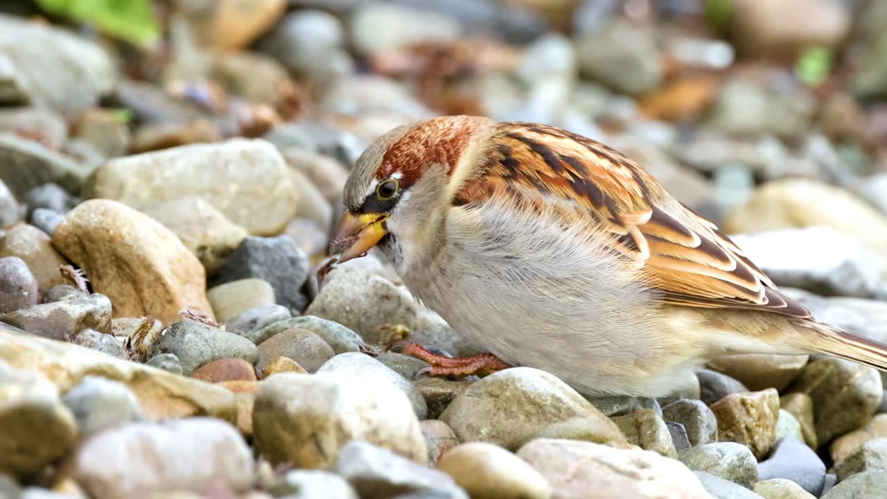 A sparrow searches for food among pebbles at Lake Tekapo. Natural lighting highlights the bird's detailed plumage and the rocky environment