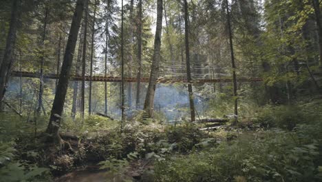 wooden bridge in a lush forest