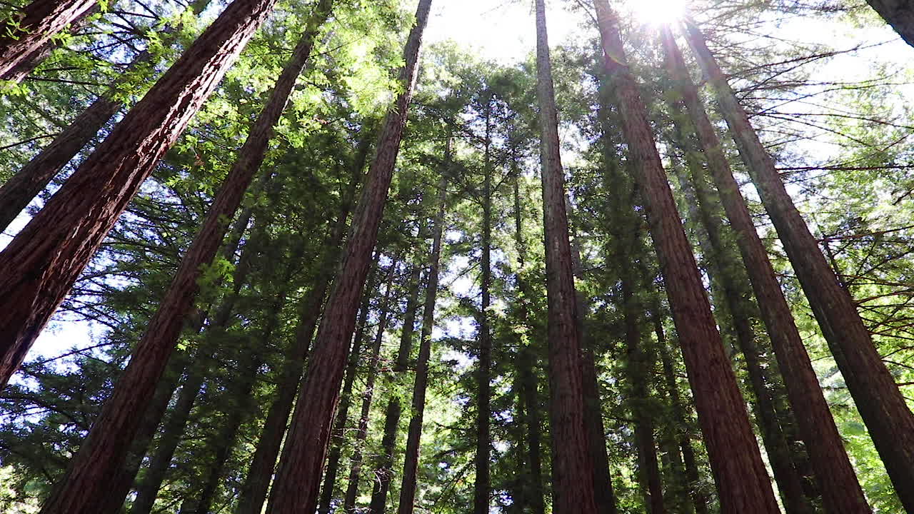 Video fisso di tranquille cime degli alberi nella Foresta di Redwood