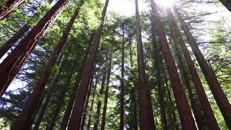 still video of calm treetops in redwood forreest