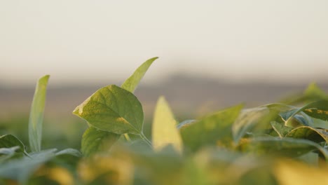 Plantación-De-Soja-En-Brasil