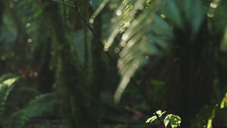 lush green rainforest, sunlight falling on fern tree, rack focus