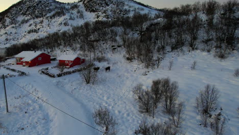 Moose-passing-by-a-Norwegian-traditional-house-in-Vesterålen-Northern-Norway