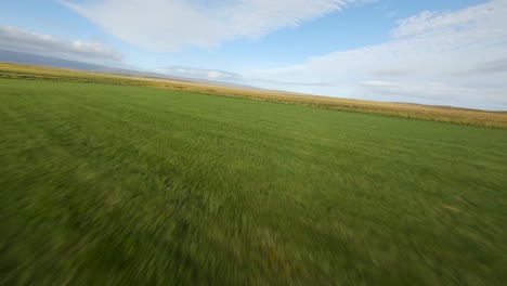 fpv fly over: lone sheep in expansive icelandic meadow