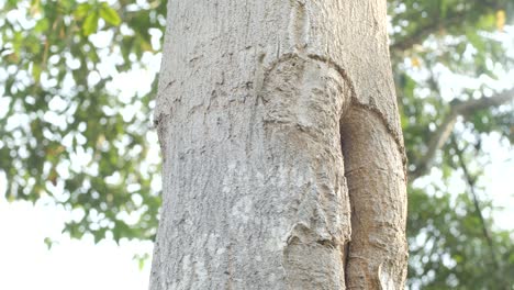 Camouflage lizard climbing tree to eat ant