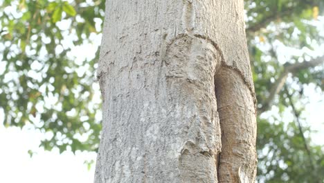 camouflage lizard climbing tree to eat ant