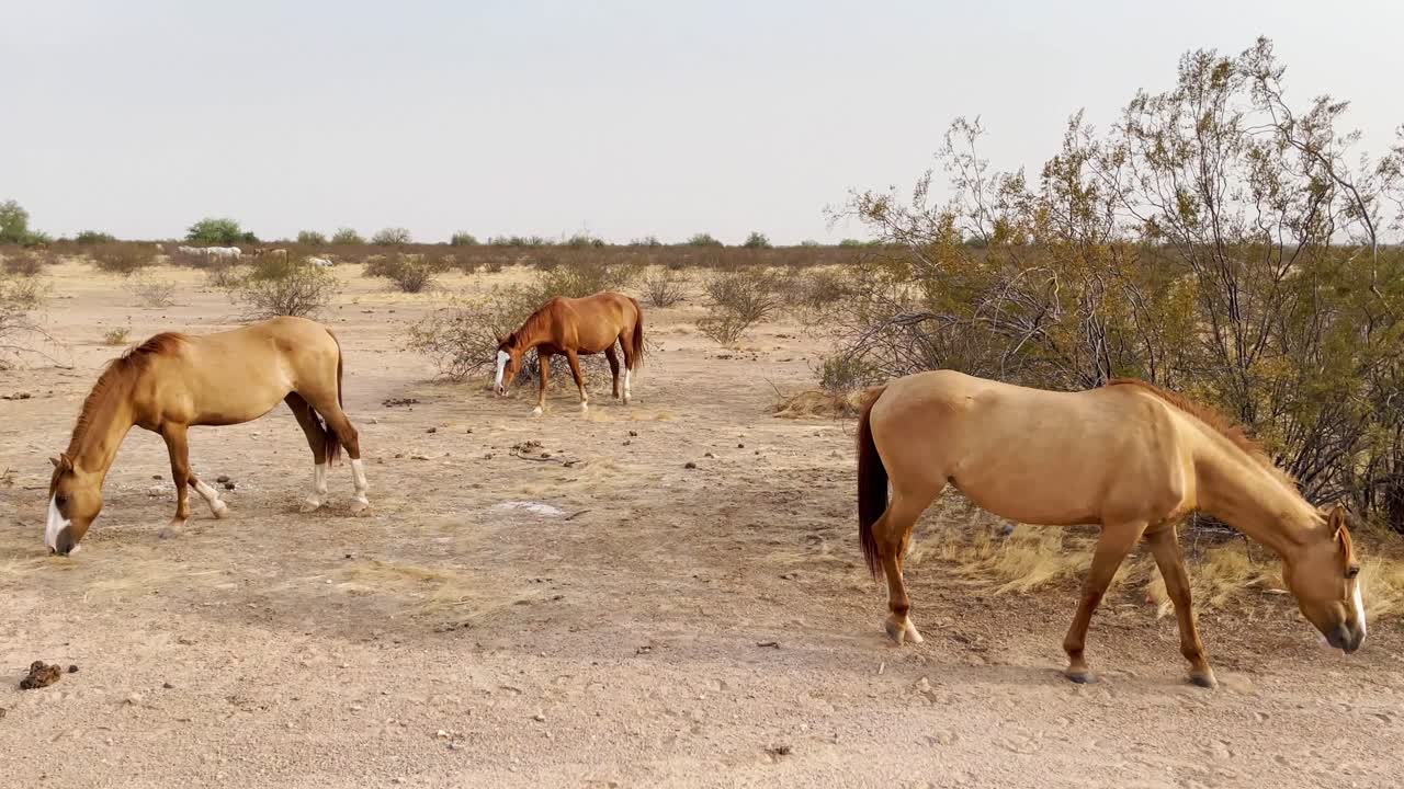 panorámica a la derecha de tres caballos salvajes en busca de hierba a lo largo del suelo del desierto, desierto de sonora cerca de scottsdale, arizona