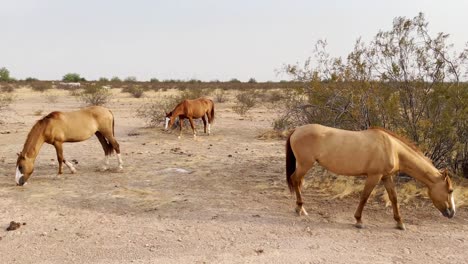 アリゾナ州スコッツデール近くのソノラ砂漠、砂漠の床に沿って草を探している3頭の野生の馬の右にパンする