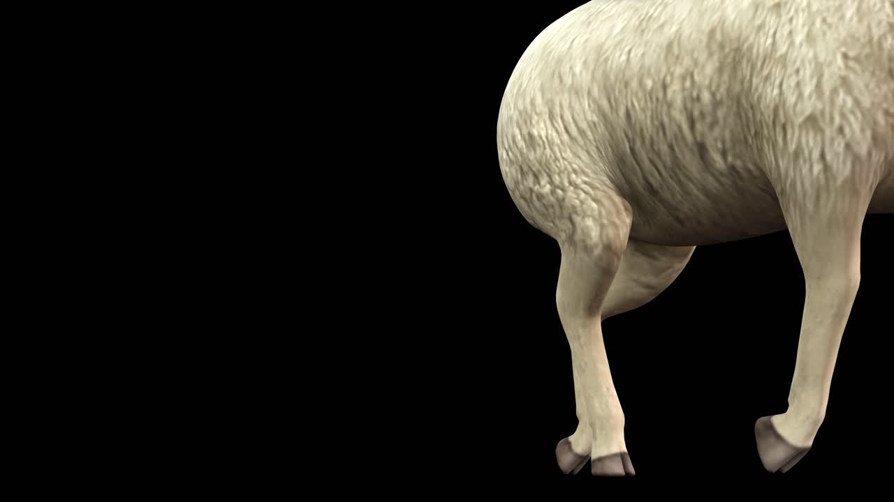 una oveja caminando y pasando sobre fondo negro con canal alfa incluido al final del video, animación 3d, vista en perspectiva, animales animados