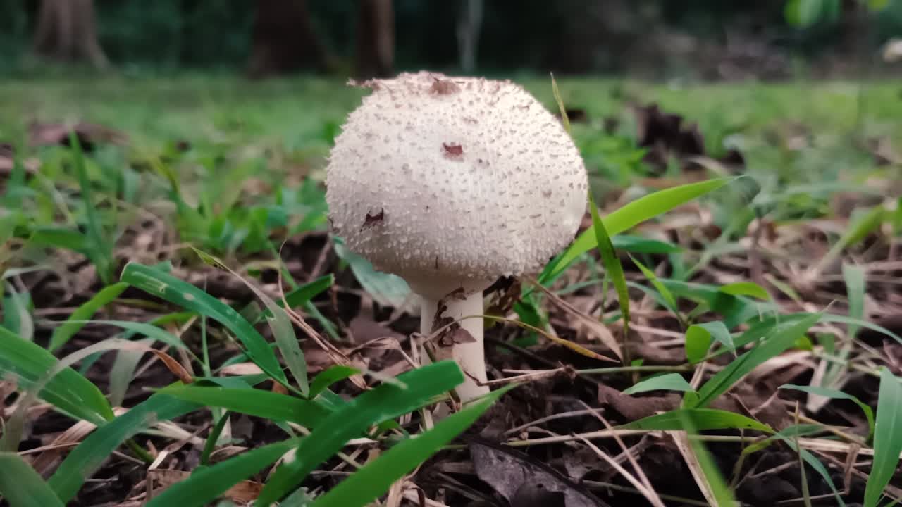 primer plano del puffball común en la naturaleza, el lycoperdon perlatum