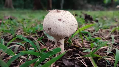 close up of common puffball in nature, lycoperdon perlatum