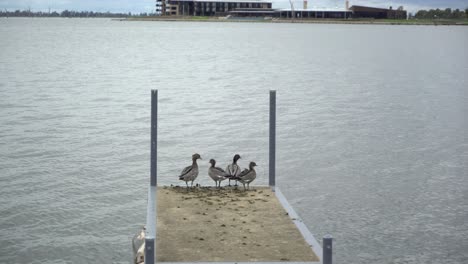 Familie-Von-Enten,-Die-Auf-Pfeilern-Stehen,-Mit-Vögeln,-Die-An-Bewölkten-Tagen-über-Wasser-Fliegen