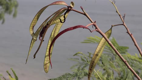 plantas en la orilla del mar en la brisa suave