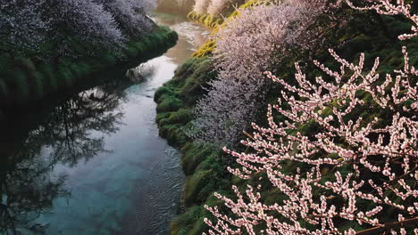 spring blossoms by a gentle stream
