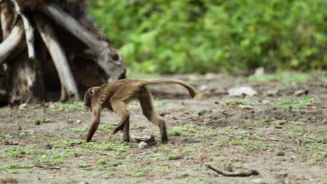 shot of a baby monkey doing a flip while searching for food at daytime