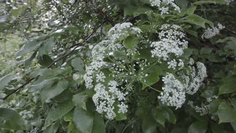 white flowers in a bush on a rainy day