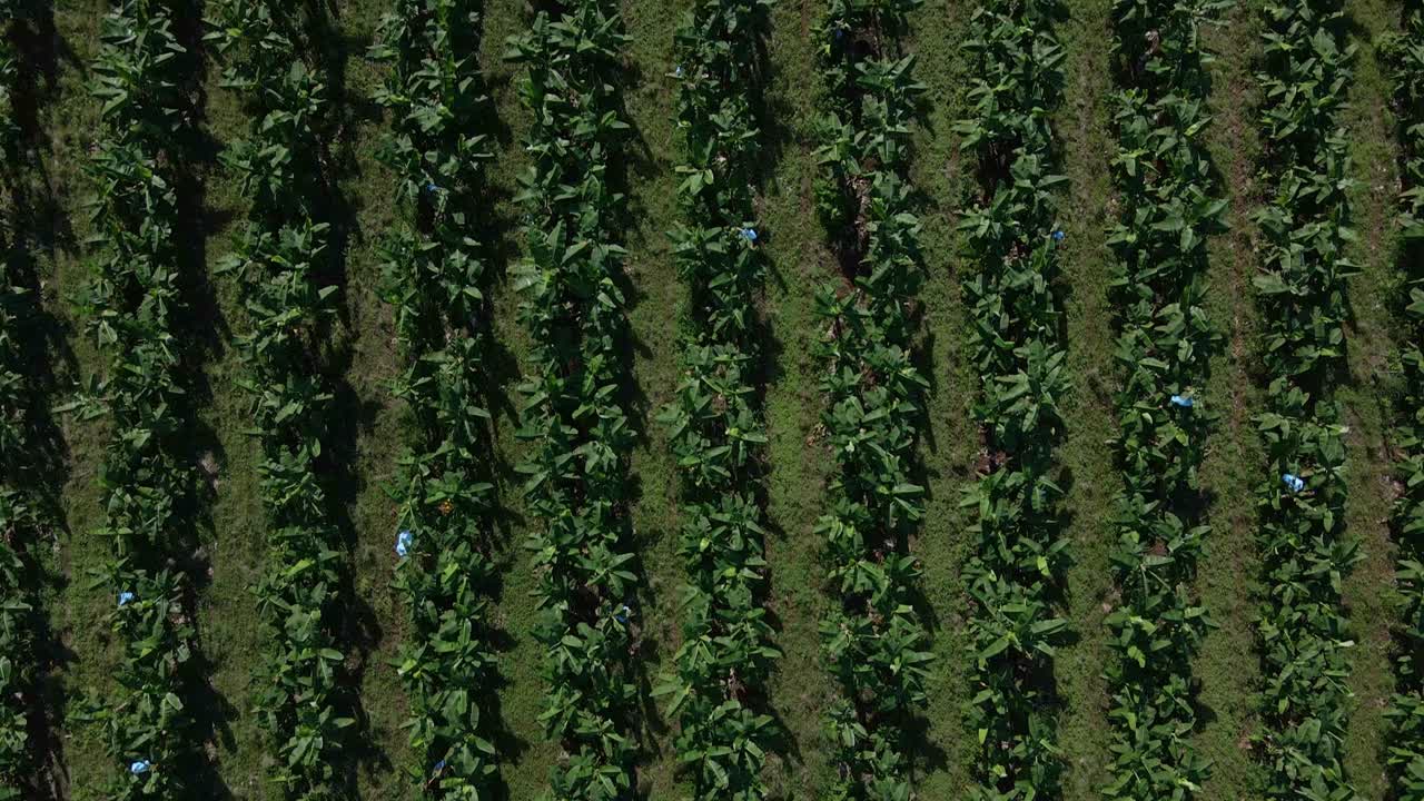imágenes aéreas de una plantación comercial de banano en costa rica