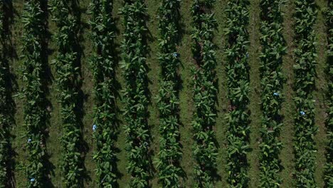 aerial footage of a commercial banana plantation in costa rica