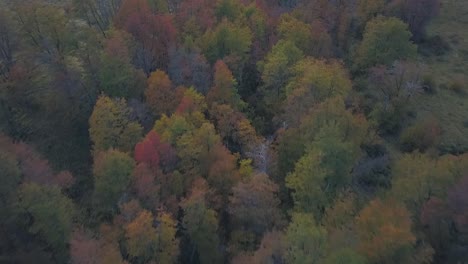 Viajando-Con-Drones-Sobre-El-Bosque-De-Otoño