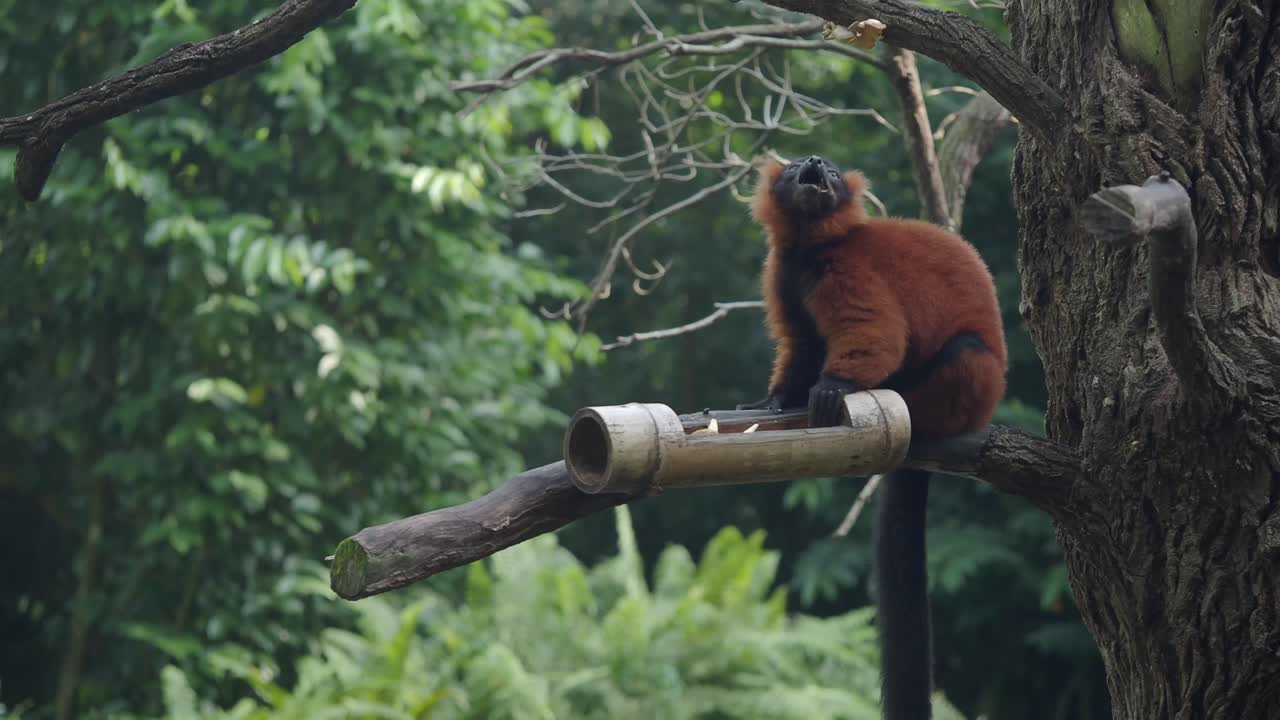 Varecia rubra appollaiato su un ramo di un albero