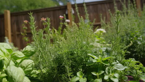 close-up of fresh herbs growing in a garden