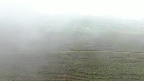 immense tea hills submerged in mist in the northwest highlands - vietnam
