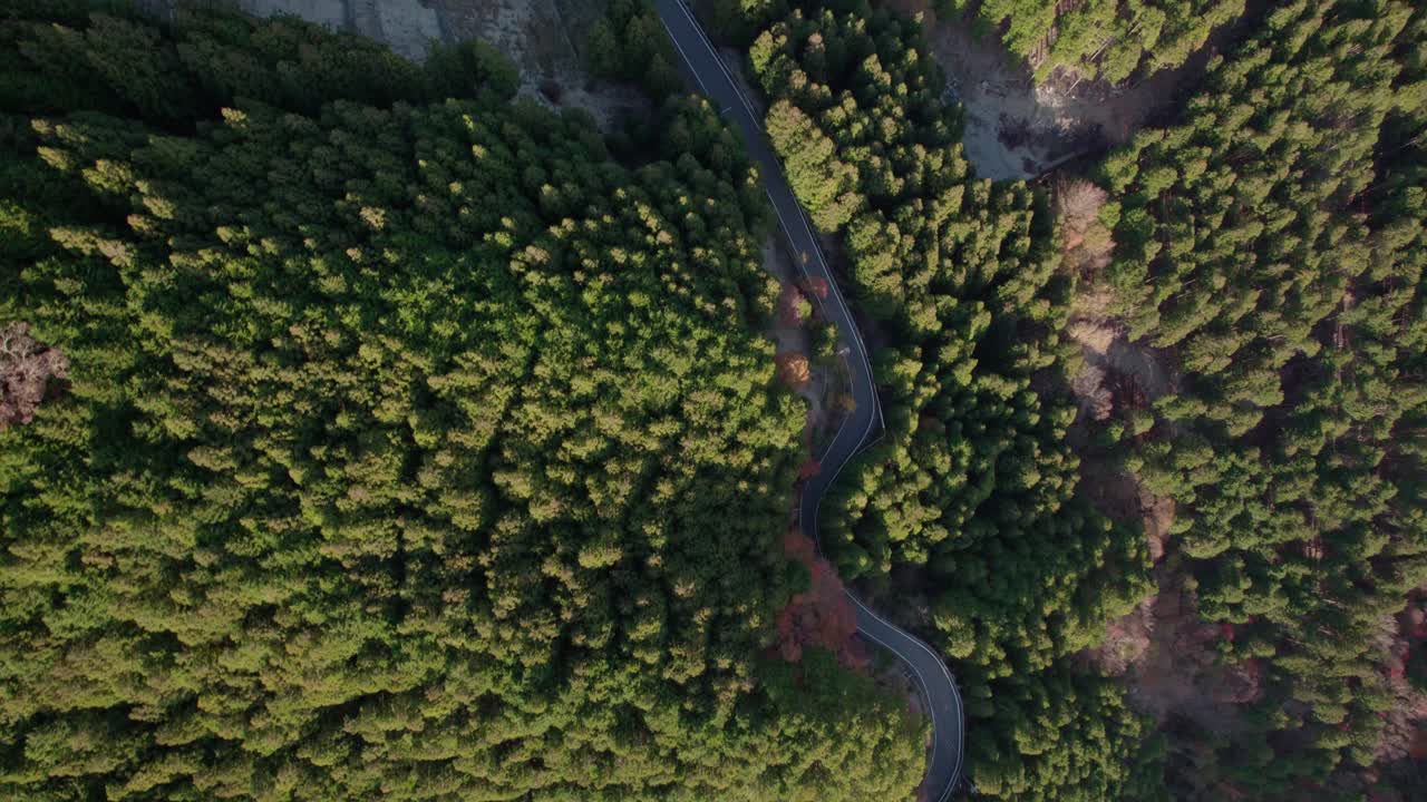 가을에 시코쿠의 산과 그로 이어지는 길을 날아다니며, 일본의  ⁇ 은 잎자루와 함께