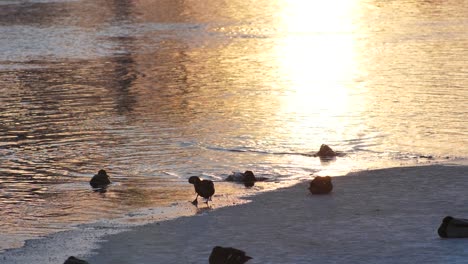 The-ducks-bathed-in-a-frozen-river