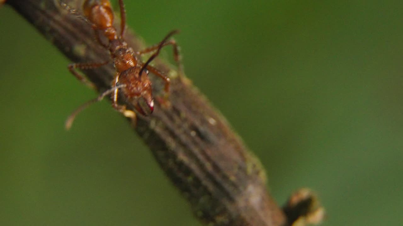 Filmato macro di una formica vista dall'alto, in piedi su un ramo con il volto ben visibile e rivolta verso la camera. Lo sfondo è fortemente sfocato, con tonalità di verde predominanti.