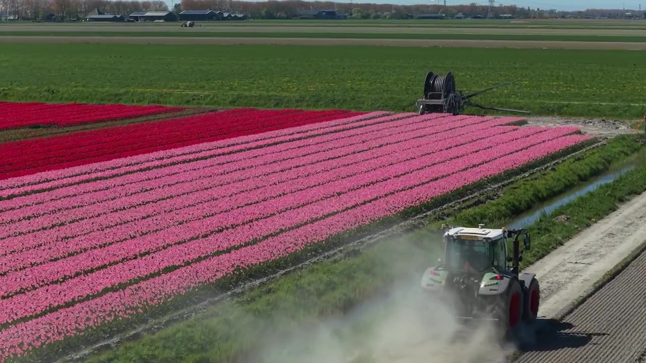 Trattore che attraversa la polvere su una strada sterrata accanto a campi di tulipani
