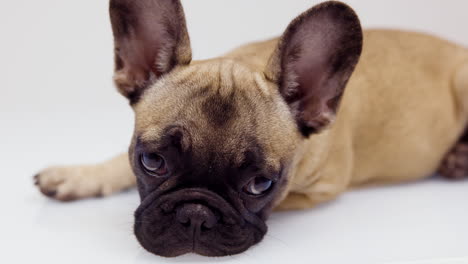 un lindo cachorro de bulldog francés de mascota