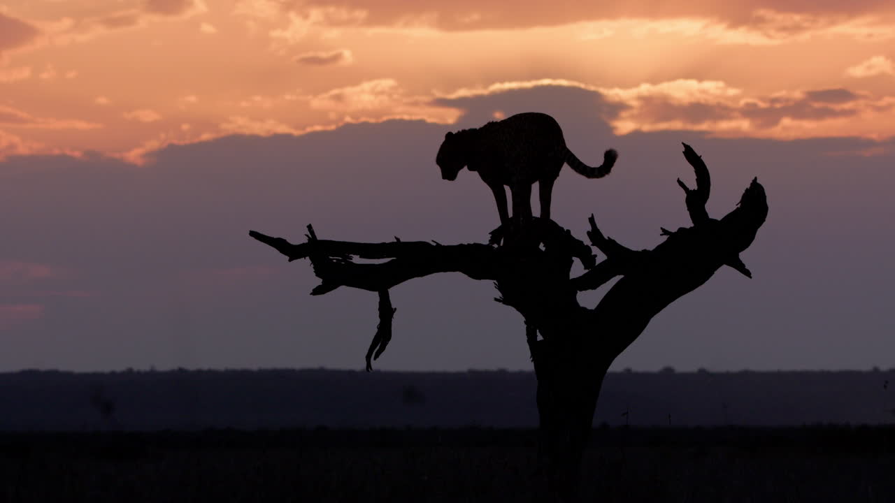 Extreme wide silhouette shot of collard cheetah scanning the savannah