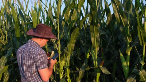 Rear View of a Young Farmer Standing in a Corn Field and Studying the Harvest at Sunset Rear View of a Young Farmer Standing in a Corn Field and Studying the Harvest at Sunset the Farmer Inspects the Corn Ear in his Field
