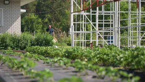farmer with glove at waist walks toward farm carrying box while inspecting vegetable beds, green plants in foreground, metal frame structure beside brick house, sunlight on leaves