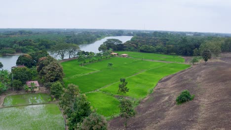 Forward-aerial-motion-of-a-rainforest-under-cloudy-sky