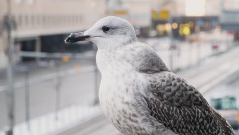 gaviota argéntea mirando alrededor con tráfico borroso en la ciudad de fondo durante el día