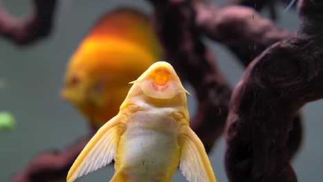 albino pleco cat fish sticking to aquarium glass and breathing through gills in home aquarium