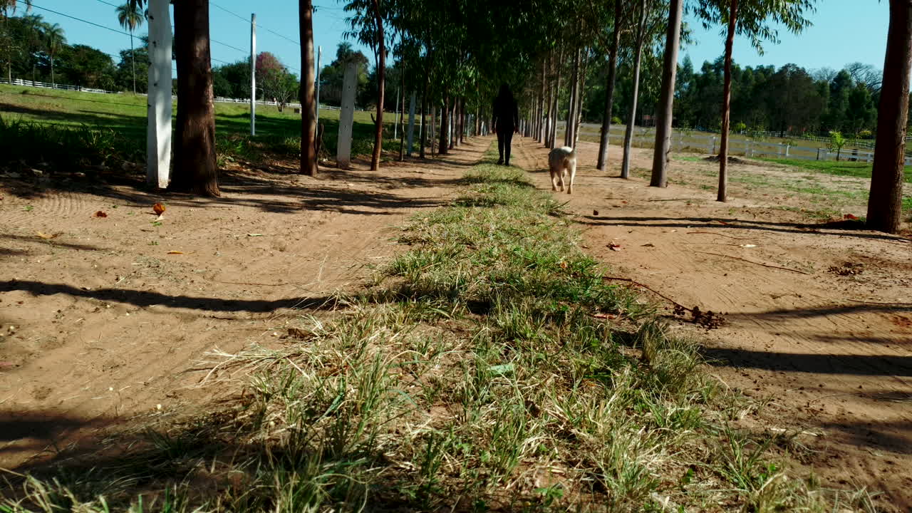 vista trasera de una niña caminando lentamente por un camino rural rodeado de pinos, y un perro siguiéndola