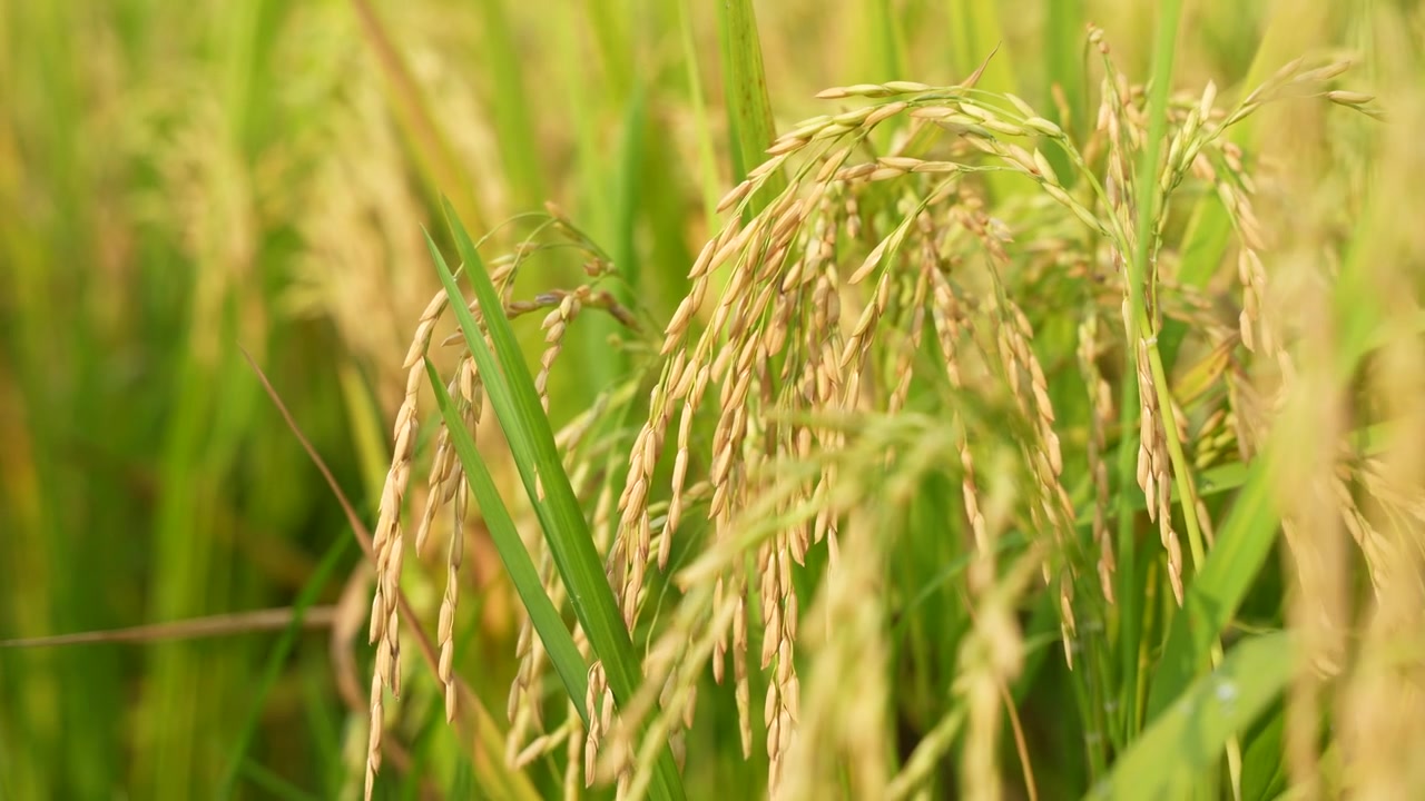 Quando il riso matura, l'intero campo agricolo diventa giallo. Ecco perché il riso è chiamato la 'coltura d'oro'