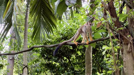 adult common squirrel monkey wonder on the vine and climb up the tree under green forest canopy at singapore safari river wonders, mandai zoo