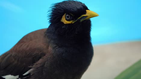 primer plano de un pájaro