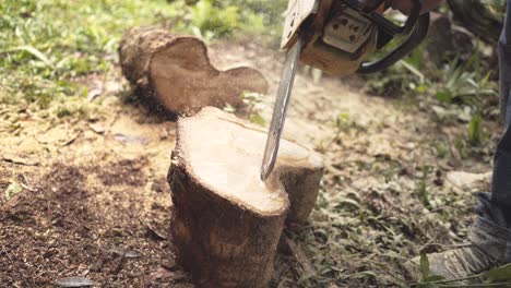 woodcutter chainsaw carving a tree