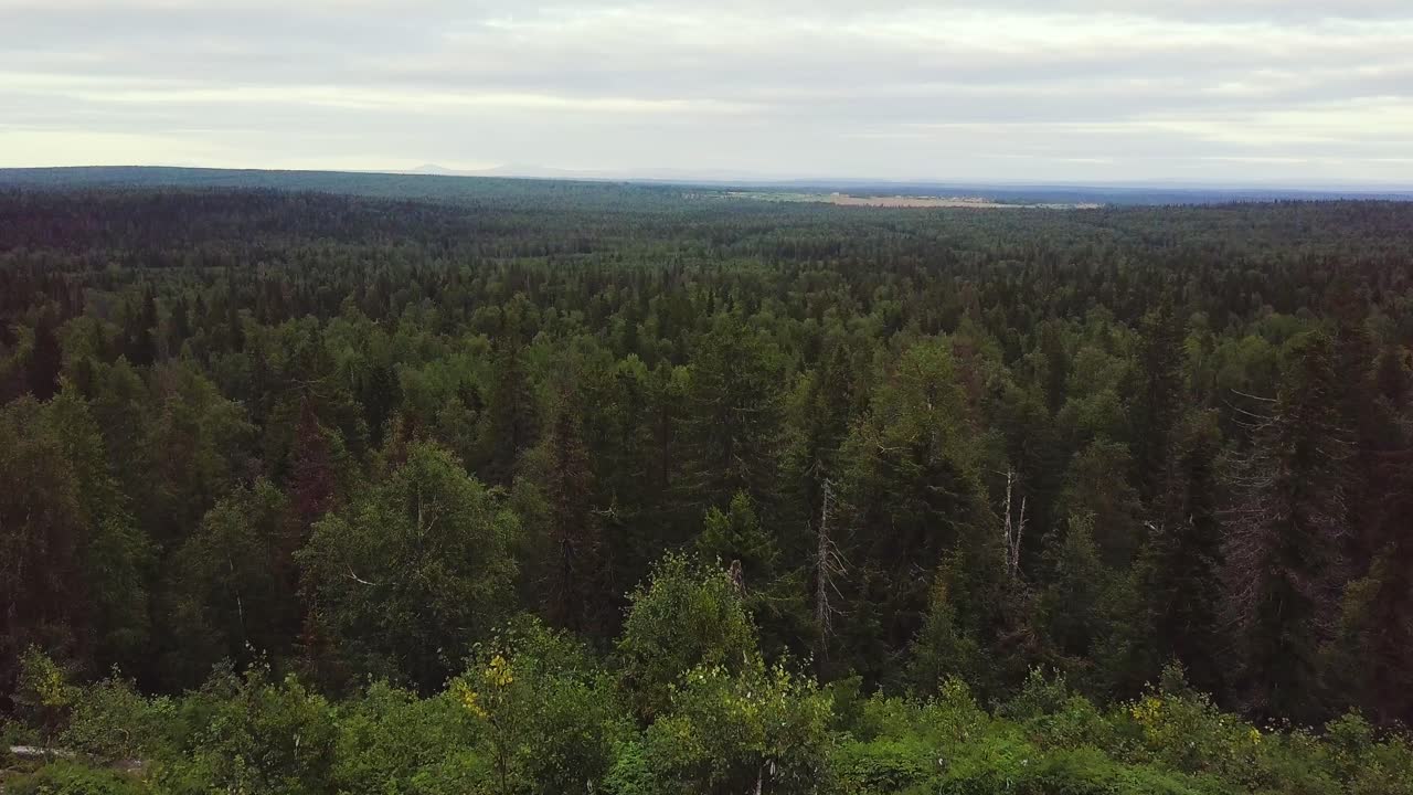 Una vista aerea di una foresta di pini