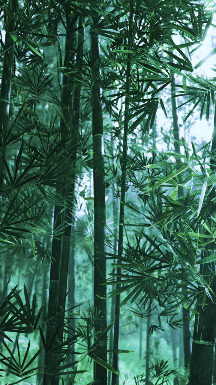 Bamboo forest showing tall plants and dense greenery during daylight hours