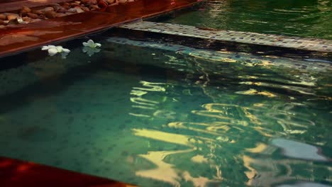 frangipani flowers floating on a swimming pool