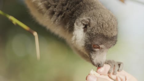 lémur maki marrón comiendo un trozo de plátano de una mano humana, de cerca